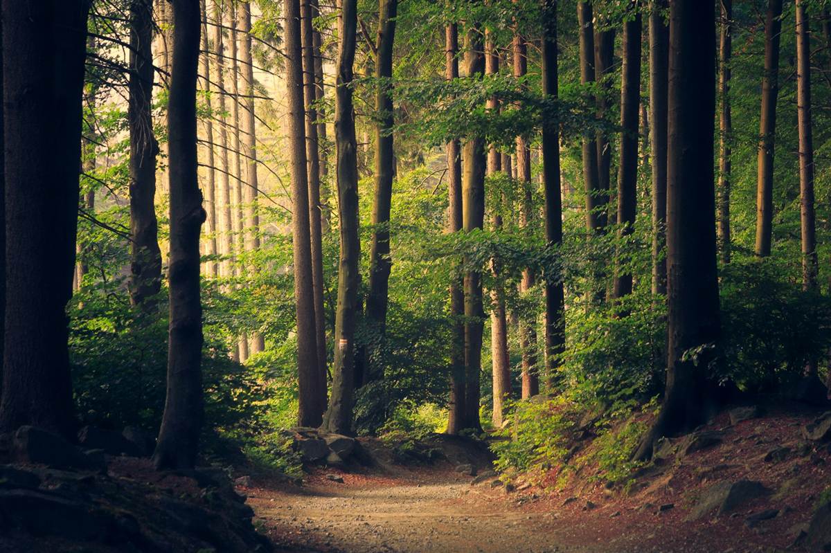 Nature forest scene