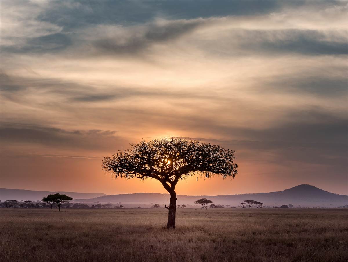 Savanna